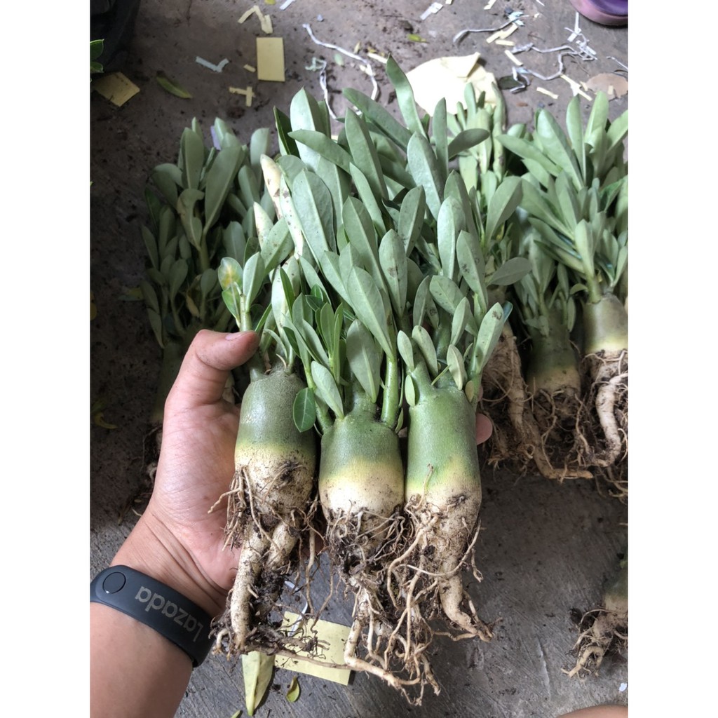 Sứ kim tự tháp 1 năm tuổi củ to nhánh lá sum suê quy cách như hình - Rau&Hoa Shop