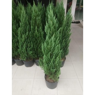 Cây Sơn Tùng( 80cm 1m) tặng kèm phân bón