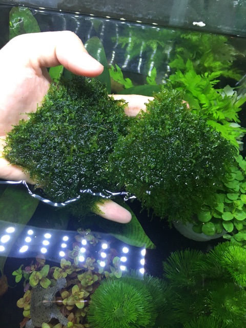 Rêu mini taiwan 8x8 rêu thuỷ sinh trang trí hồ cá