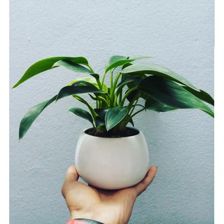 Cây trầu bà đế vương xanh
