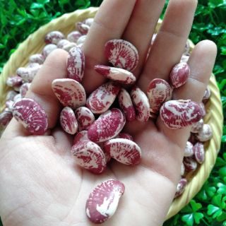 { 500G } ĐẬU NGỰ NGON BÙI 👌