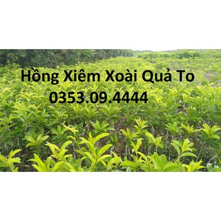 Cây giống Hồng Xiêm Xoài chuẩn ĐH Nông Nghiệp 1