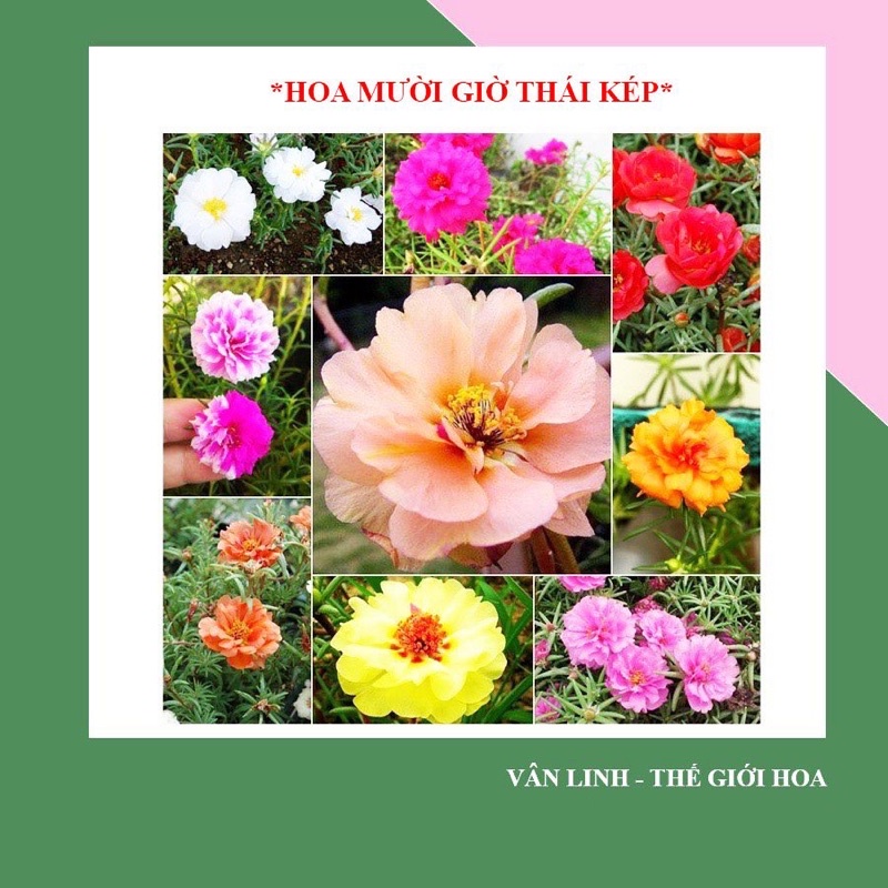 GIỐNG HOA MƯỜI GIỜ THÁI KÉP