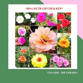 Giống hoa mười giờ thái kép