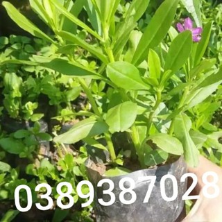 2 cây sâm đất giống