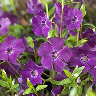 Dừa Cạn Tím Violet
