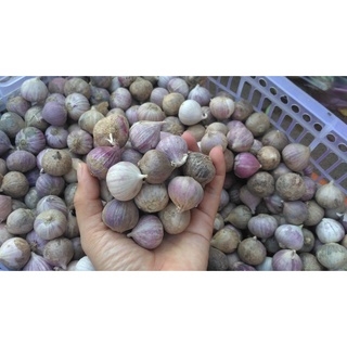1KG củ tỏi Cô Đơn