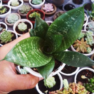 [Chuyên bán sỉ] Lưỡi hổ thái sọc  xanh