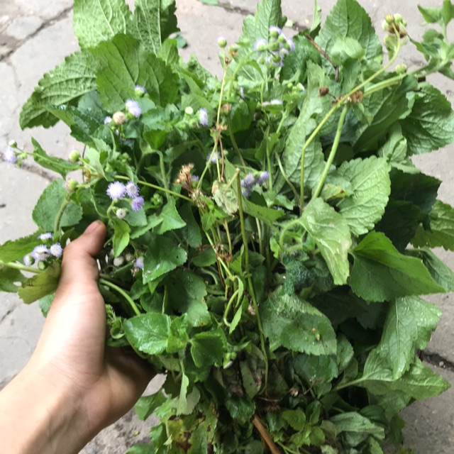 cây cứt lợn hoa tím (Tươi - Khô)