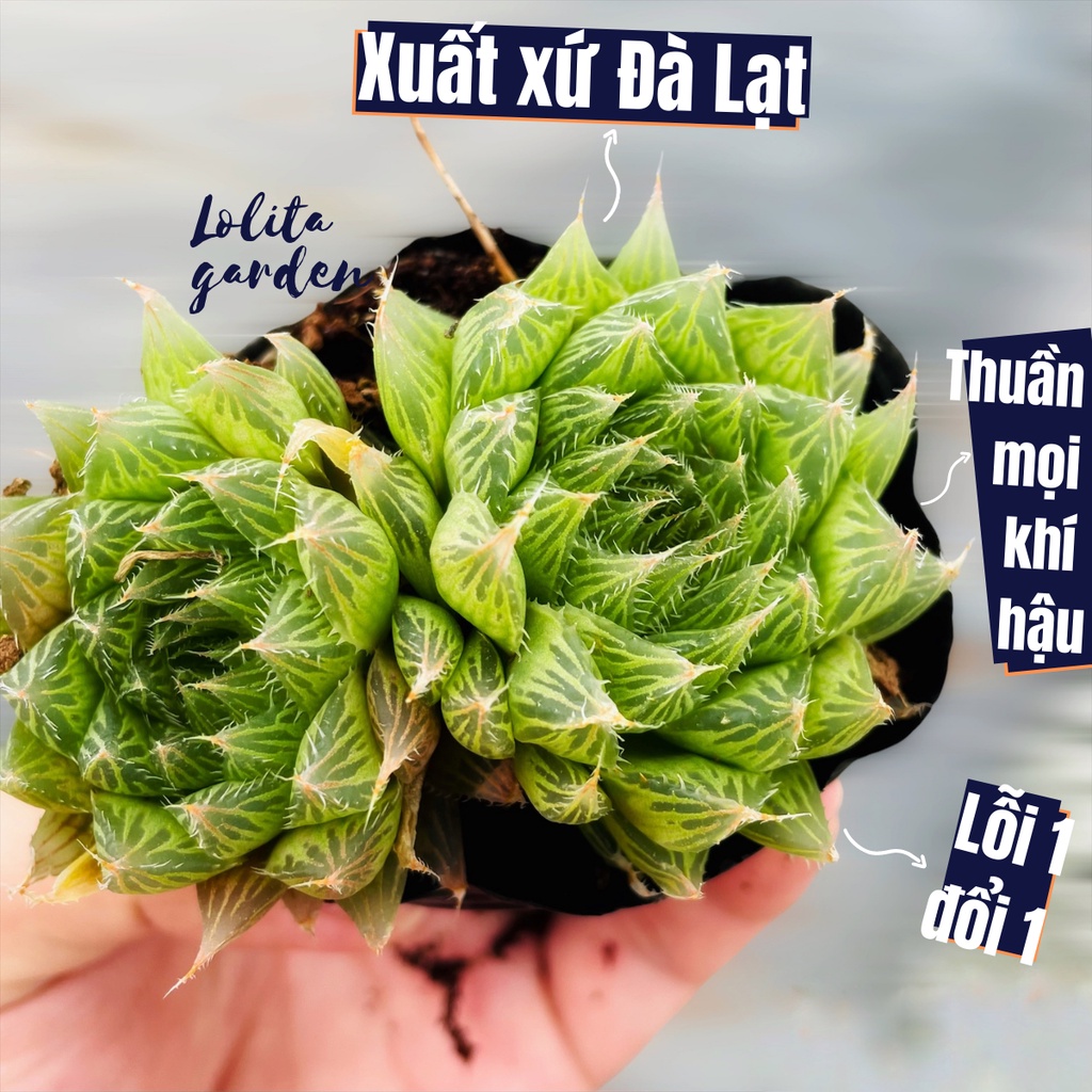 Sen đá dạ quang Đà Lạt size bé cây cảnh trang trí nhà cửa Lolita garden