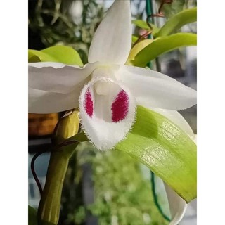 Lan Phi Điệp 🍀FREESHIP🍀 5 Cánh Trắng Phú Thọ [ Ươm Kie ]