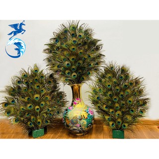 Lông công phong thủy mắt 3-5cm, dài từ 100 đến 120cm tự nhiên 100% Địa Lý Lạc Việt