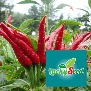 Gói 30 hạt giống ớt chỉ thiên F1 LUCKYSEED