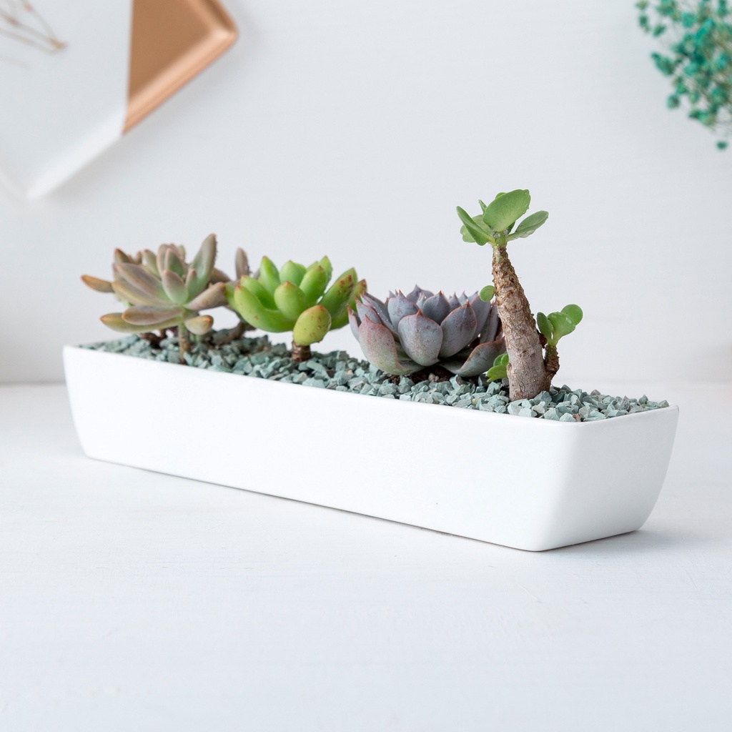 [28.2cmx6cmx4.5cm] Chậu trồng cây cảnh - Sen Đá - Xương Rồng - Hoa nhỏ (không bao gồm hoa)