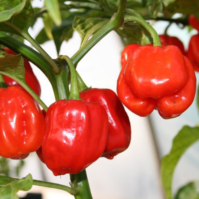 5 Hạt Giống Ớt Cay Habanero Scoville Giống Ớt Cay Nhất Thế Giới Giống Nhập Ngoại 5 Màu