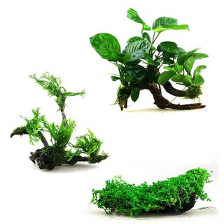 Cước siêu mảnh chuyên dụng buộc rêu vào lũa