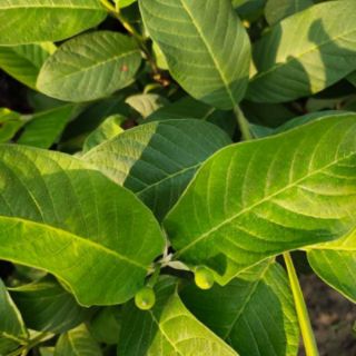 Cây giống ổi  lê đang trái