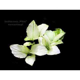 Anubias nana white: cây thuỷ sinh