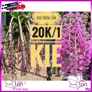Phong lan 🍀freeship🍀 trầm rừng tím