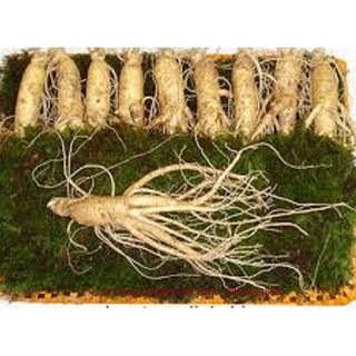 [FREESHIP 99K TOÀN QUỐC]SÂM TƯƠI NÚI TRƯỜNG BẠCH 100G