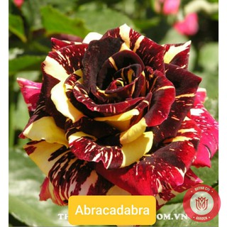 Cành Chiết Hồng Ngoại Abracadabra Cành Chiết Hoa Hồng