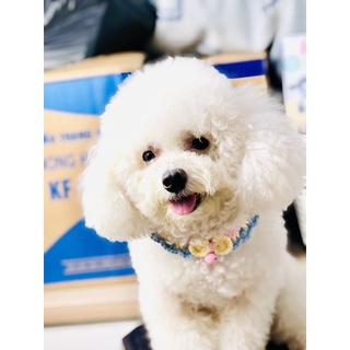 Handmade pet fashion ( mũ- khăn bằng len cho thú cưng )