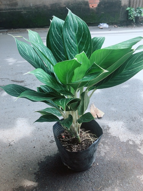 Cây Bạch Mã Hoàng Tử