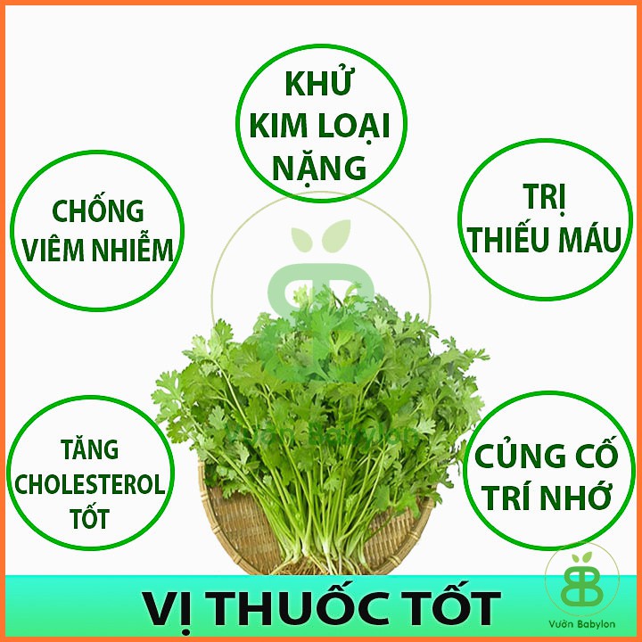 Hạt Giống Mùi Cồn Tía - Hạt Giống Ngò Rí 20Gr