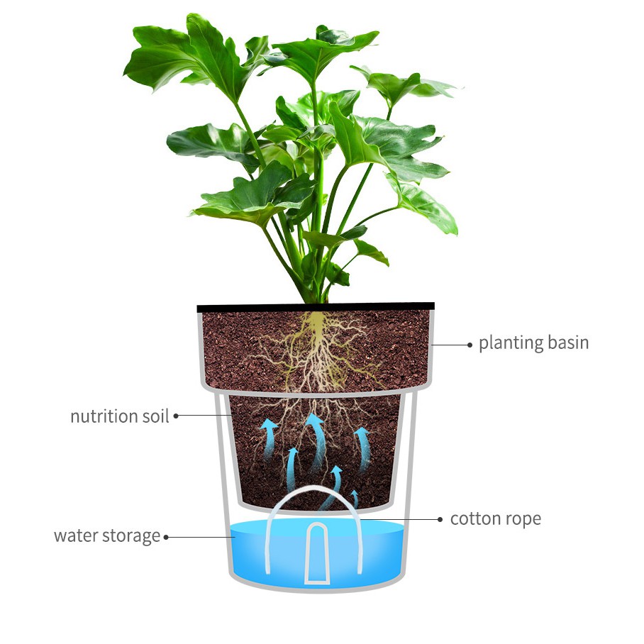 Chậu nhựa trồng cây để bàn tự tưới- Nét đẹp từ sự giản đơn