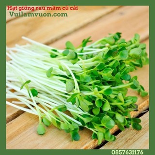 hạt giống rau mầm củ cải gói 100gr
