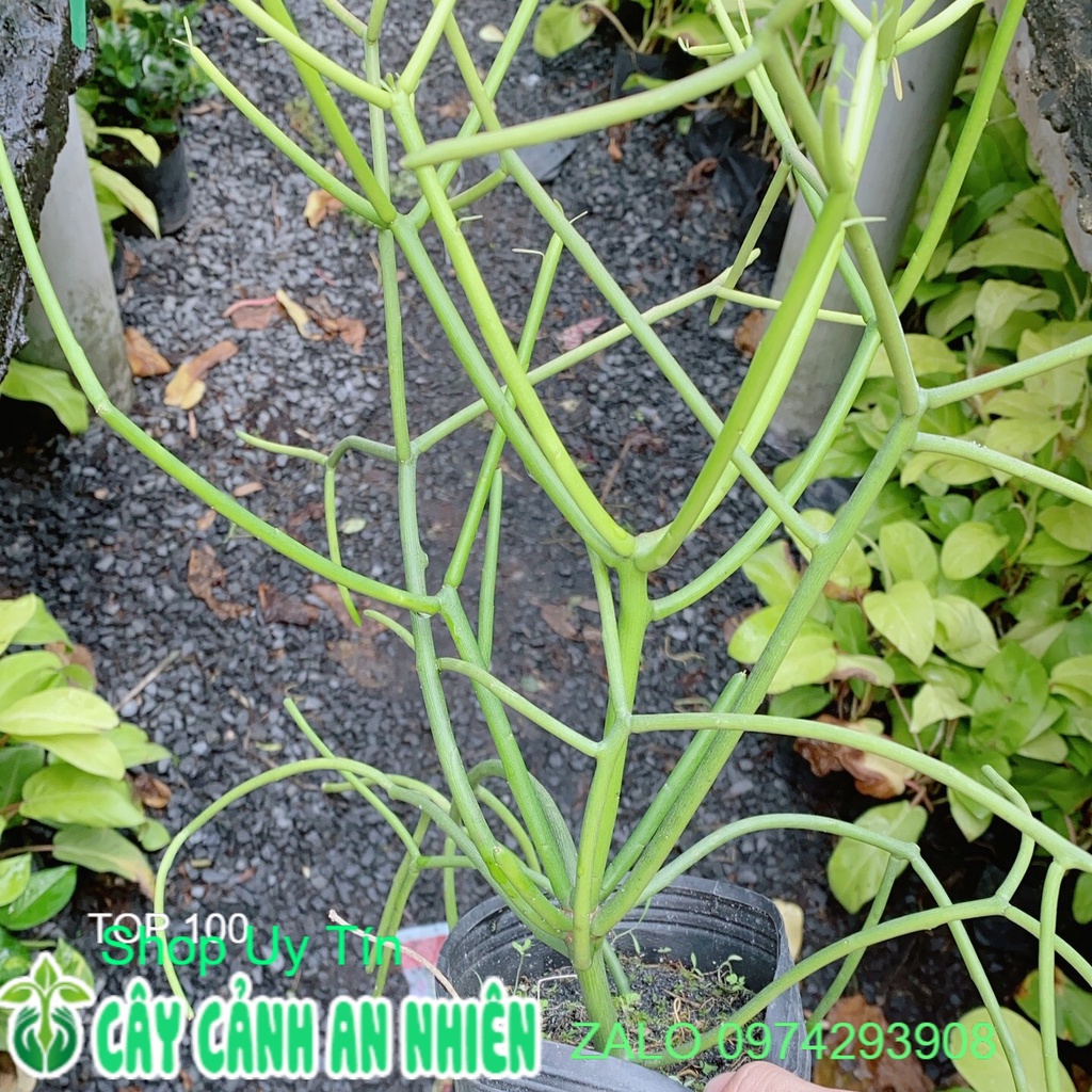 Xương Rồng Xương Cá