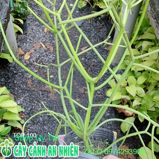 Xương Rồng Xương Cá