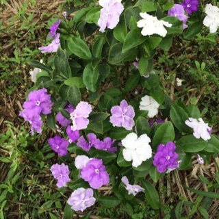 Cây hoa nhài nhật