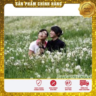 Hạt Giống Bồ Công Anh( 50 hạt)
