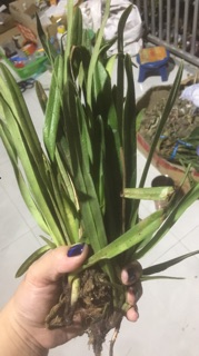 Lan Bạch Hạc trắng