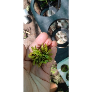 Chậu cây bẫy kẹp bắt mồi - Venus Flytrap
