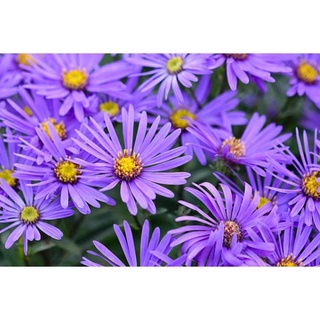 #Hạt_giống_thạch_thảo_tím ( tặng kèm kích mầm )