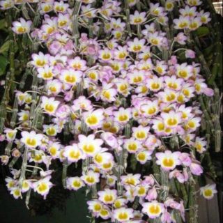 Phong lan long tu đá hoa tím