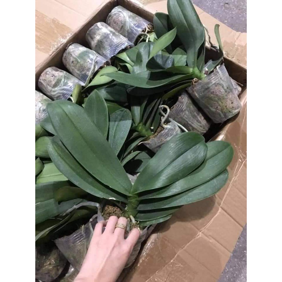 Hồ điệp đại ngồng hoa