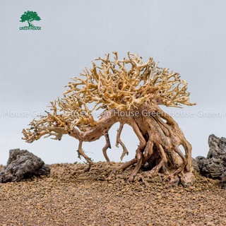 Lũa Bonsai, Lũa thủy sinh dùng trang trí hồ cá cảnh, hồ thủy sinh, văn phòng, nhà cửa (GH-BSR/14)