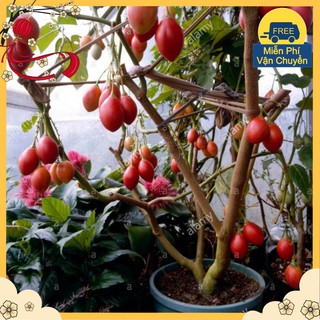 Hạt Giống Cà Chua Thân Gỗ