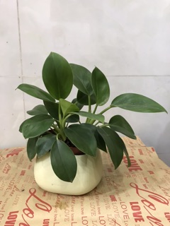 Cây trầu bà đế vương xanh