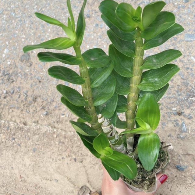 Phi điệp mít văn sơn