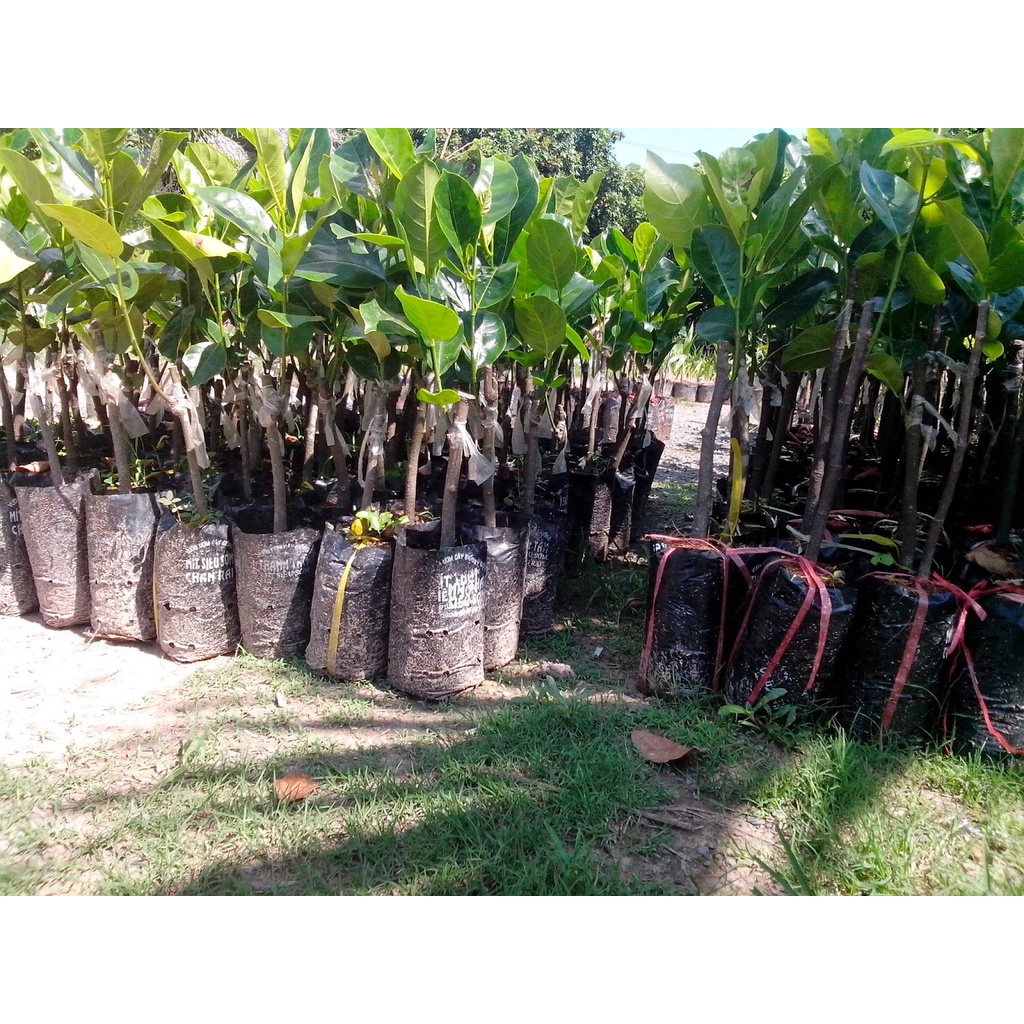 Cây Mít Ruột Đỏ