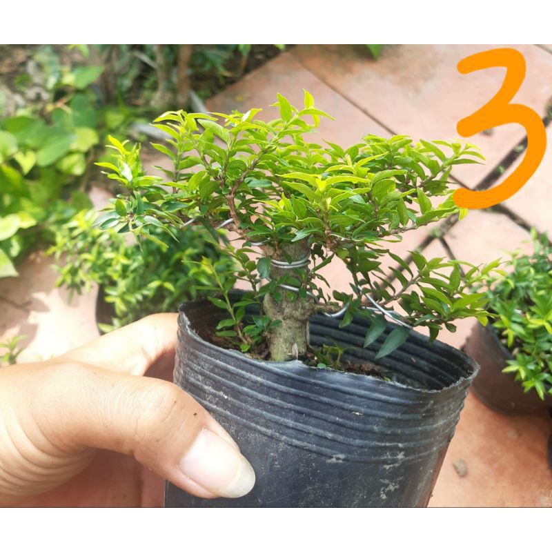 Cây Kim Thanh Mai - Cây cảnh bonsai để bàn