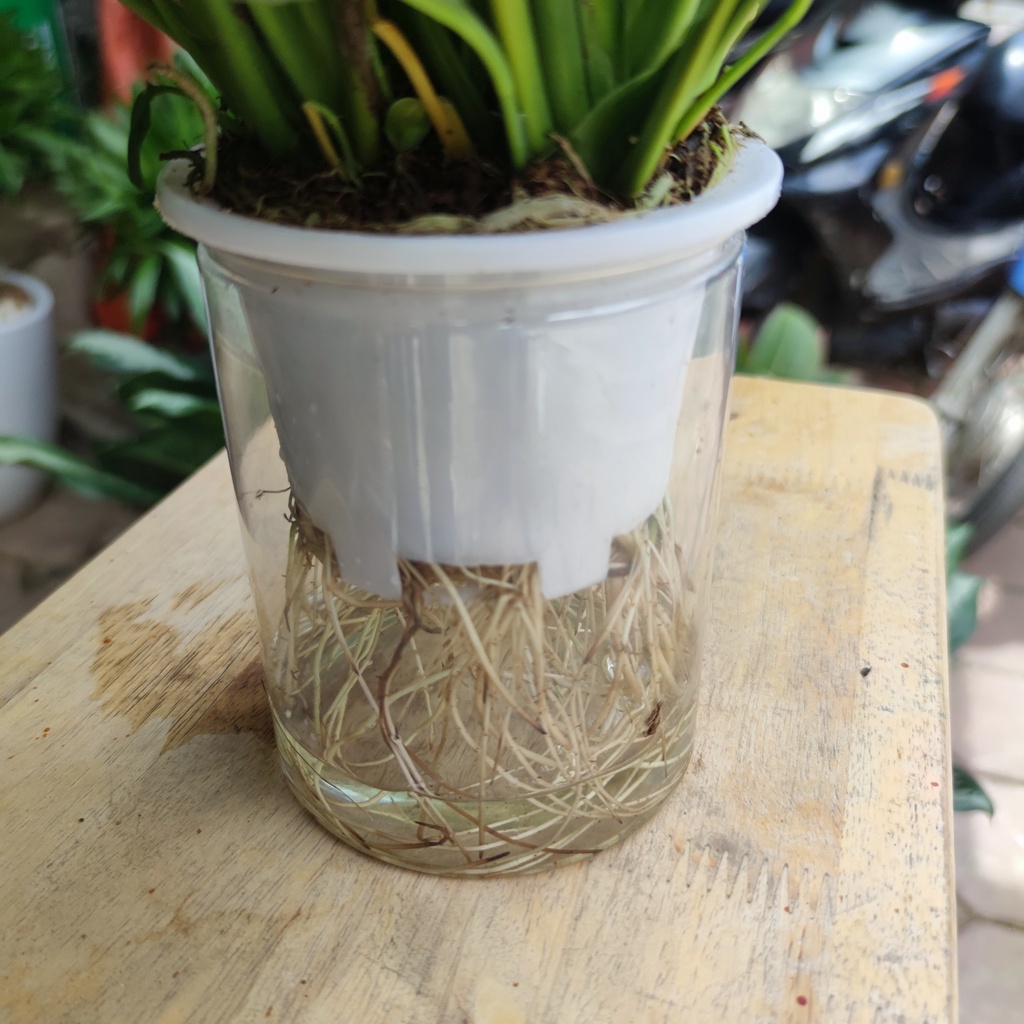 Cây lan ý thủy sinh bụi lớn nhiều nụ cao 30-35cm kèm chậu thủy tinh ,cây trang trí nội thất lọc không khí