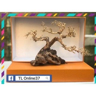 [ Rẻ ] Bonsai mini bể cá để bàn D28xC19