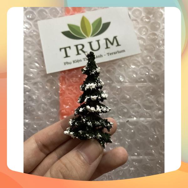 Cây Thông Cao 7cm Trang Trí Tiểu Cảnh Sen Đá