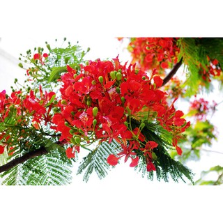 Cây giống cây hoa phượng đỏ siêu đẹp-ssđ