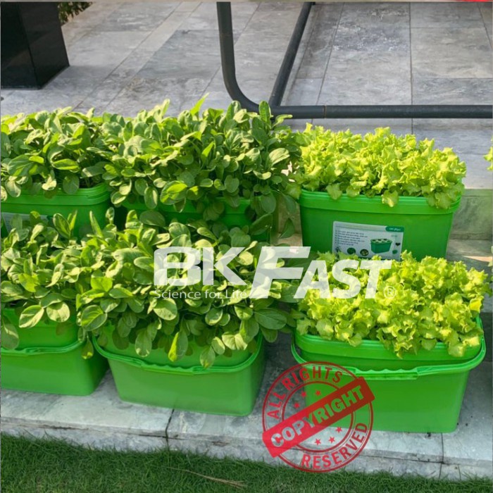 DUNG DỊCH DINH DƯỠNG THỦY CANH TĨNH BKFAST - ĐH Bách Khoa Hà Nội